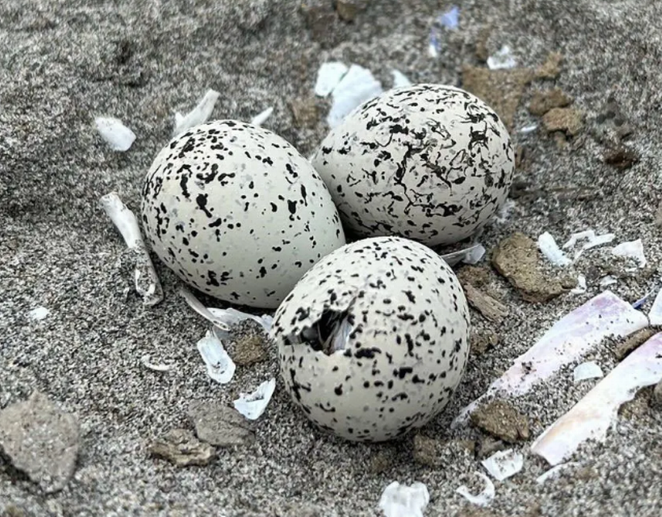 Snowy plovers lay speckled eggs, which help hide them from predators but also make it difficult for beachgoers to see. Washington Department of Fish and Wildlife