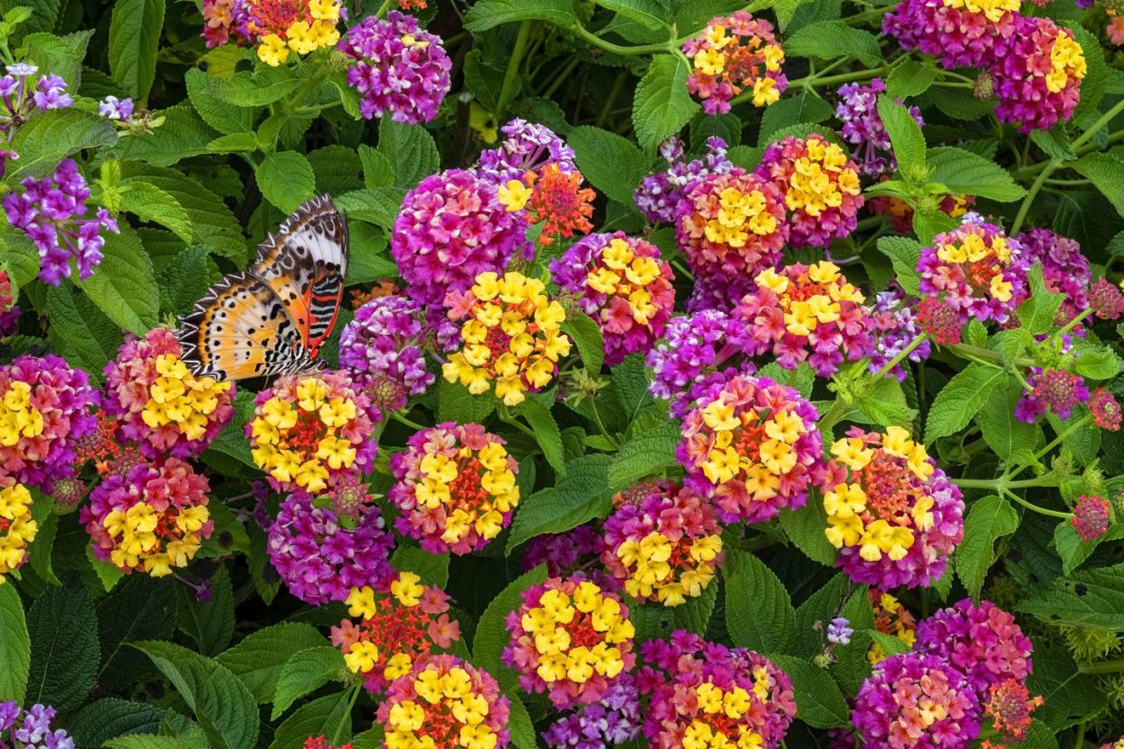 summer flowers