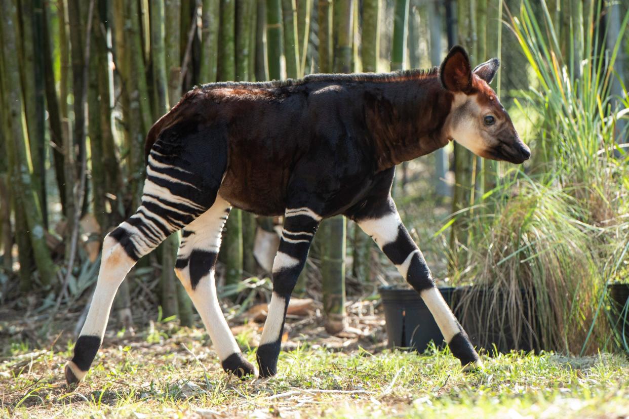 Beni the okapi calf was born at Disney’s Animal Kingdom Lodge in July 2022 and the 12th okapi born at Walt Disney World.