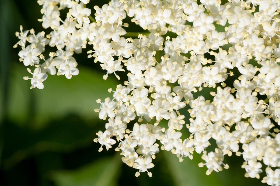 A closeup of the elderflowers. (Photo: alexandrumagurean via Getty Images)