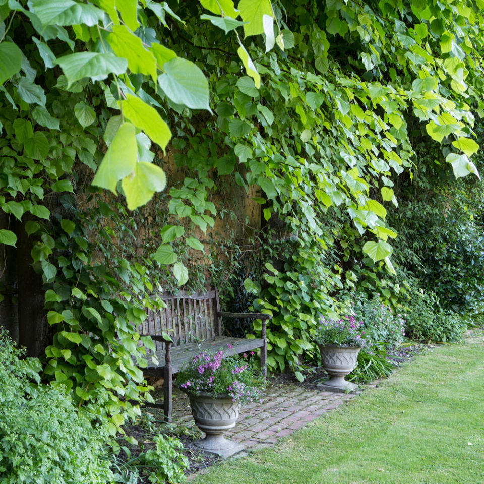 Grow hearty Ivy for maximum coverage