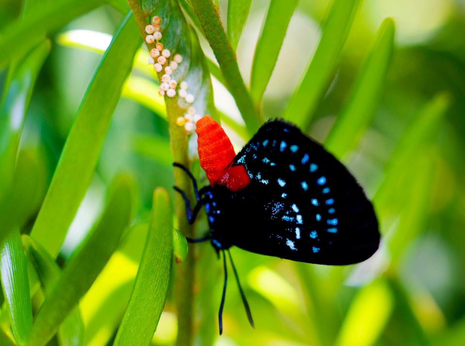 An atala butterfly lays eggs on a coontie Wednesday at Bradley Park in Palm Beach. Eggs usually hatch in four or five days.