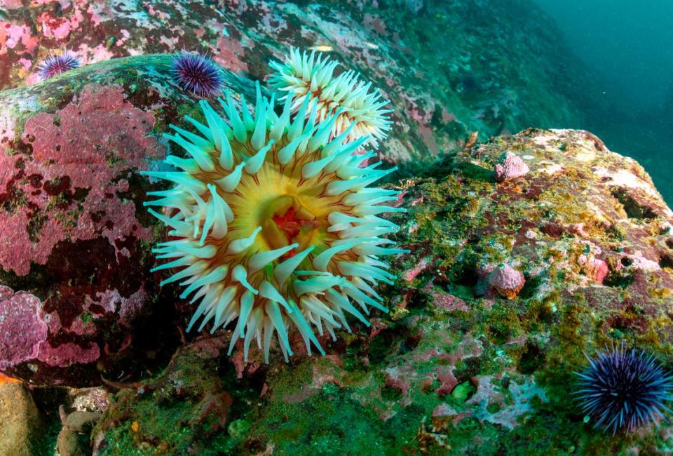 Fish eating sea anemones and purple sea urchins on the rocky reef off Point Estero near the sound monitoring station inside the proposed Chumash Heritage National Marine Sanctuary. Robert Schwemmer/ NOAA