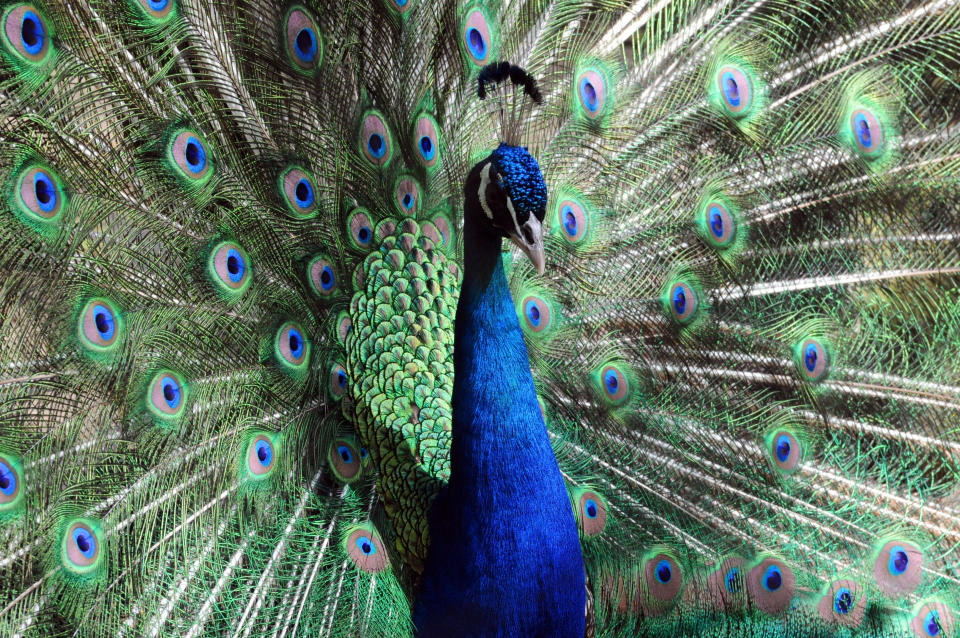 A peacock is seen at the Rossy Whalther's Zoo in Tegucigalpa, Honduras, on July 11, 2013.