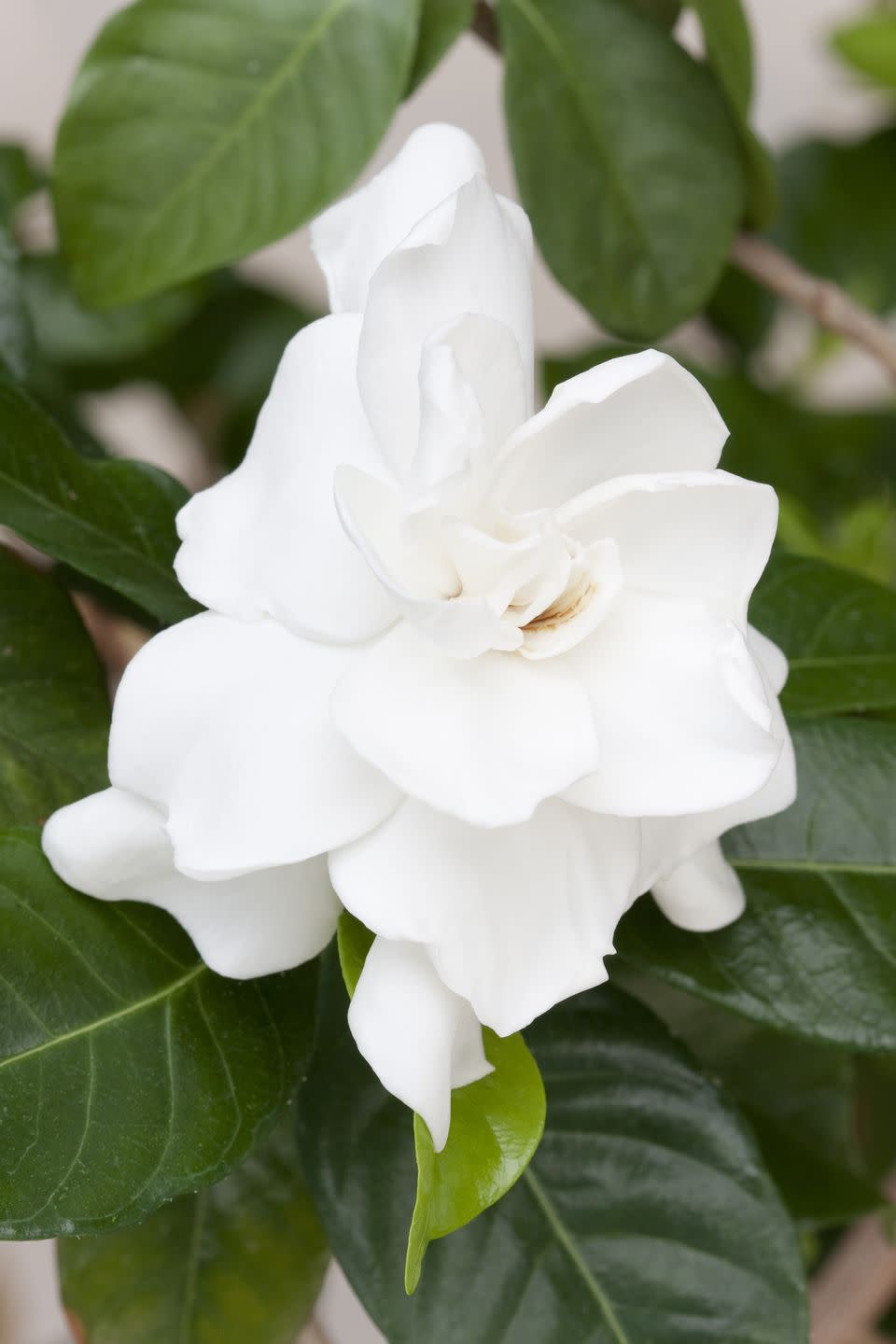 Gardenias