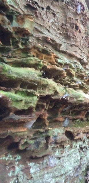 A sample of the “pitting” along the wall of one of the sandstone bluffs at The Bluffs of Beaver Bend Nature Preserve.
