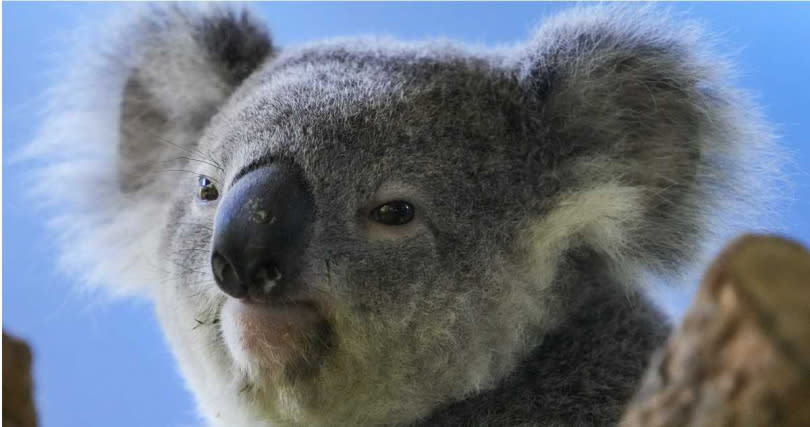 澳洲無尾熊動物園開第一槍，取消無尾熊抱抱活動。（示意圖／達志／美聯社）