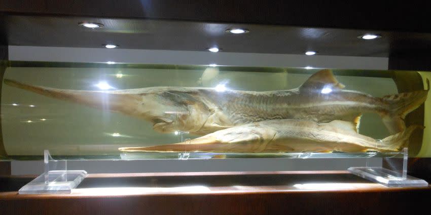 En enero de 2020 se declaró extinto el pez espátula chino, uno de los peces de río más grandes del mundo. Ahora solo lo podemos ver en los museos... 