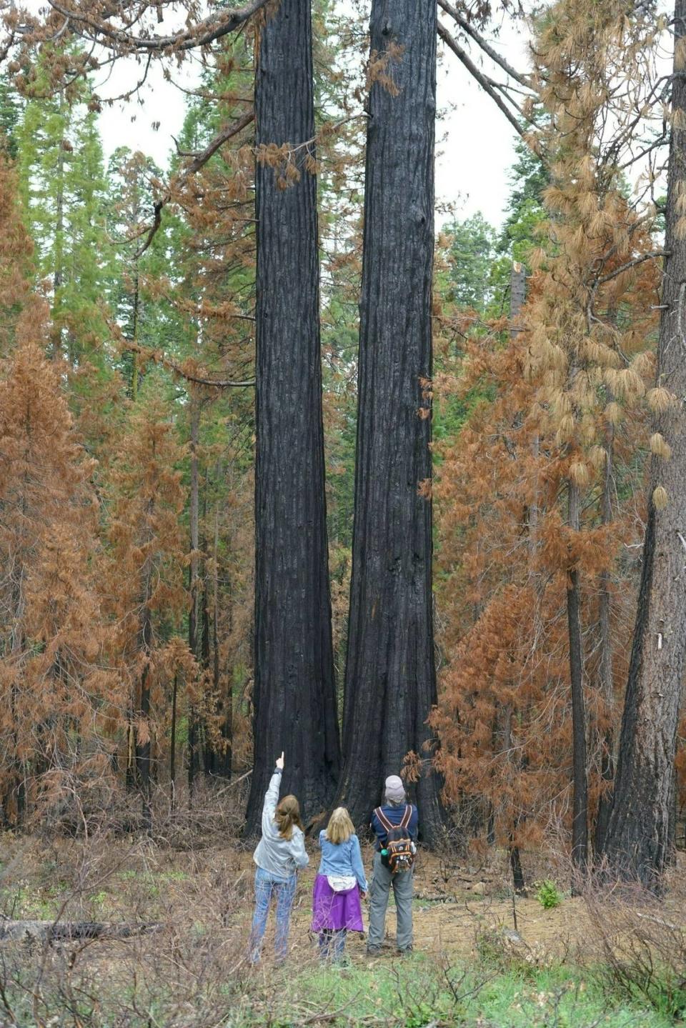 Arnold resident Tom Van Lokeren, right, organized the blessing at Calaveras Big Trees State Park Sunday, June 11, 2023 to pray for The Orphans survival. Dominique Williams/The Modesto Bee