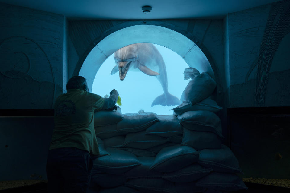 Yurii Voitenko juega con el delfín llamado Zeus a través de una ventana de observación submarina fortificada con bolsas de arena en la piscina del delfinario Nemo en Járkiv, Ucrania, el 21 de septiembre de 2022. (AP Foto/Leo Correa)