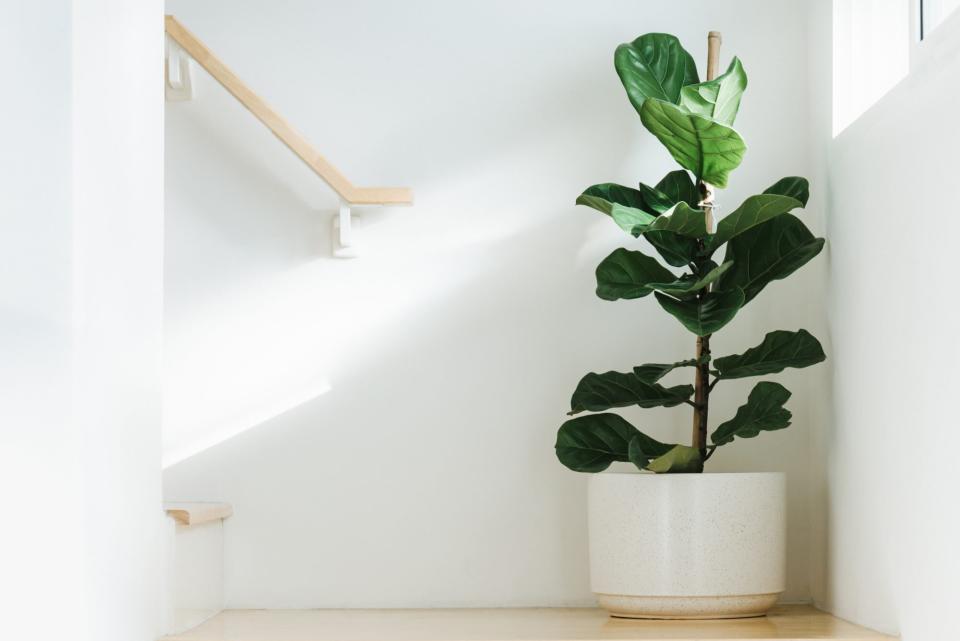 fiddle leaf fig houseplant near window