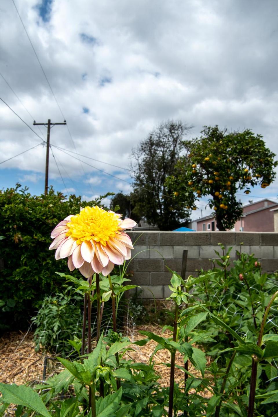 Rows of dahlias grow in Tom Weaver's backyard