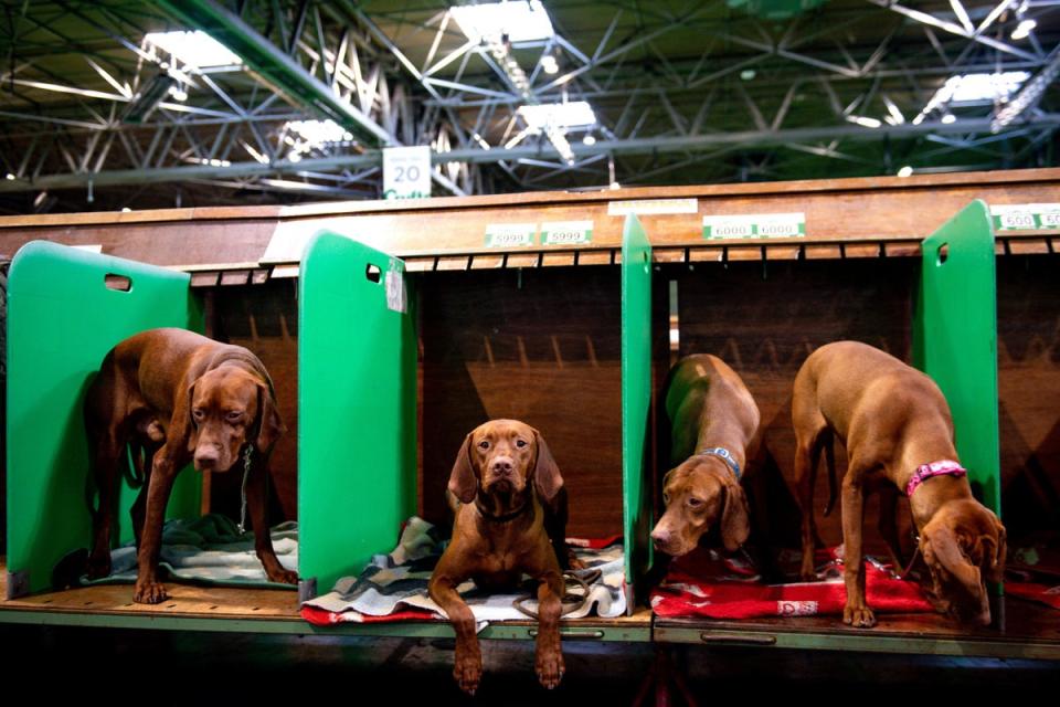 Hungarian Vizsla at the Birmingham National Exhibition Centre (NEC) for the second day of the Crufts Dog Show (PA)