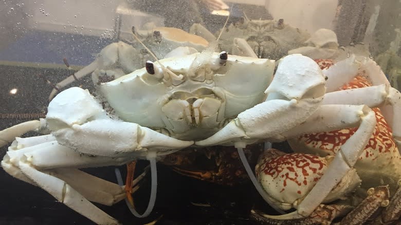 A crystal crab in water