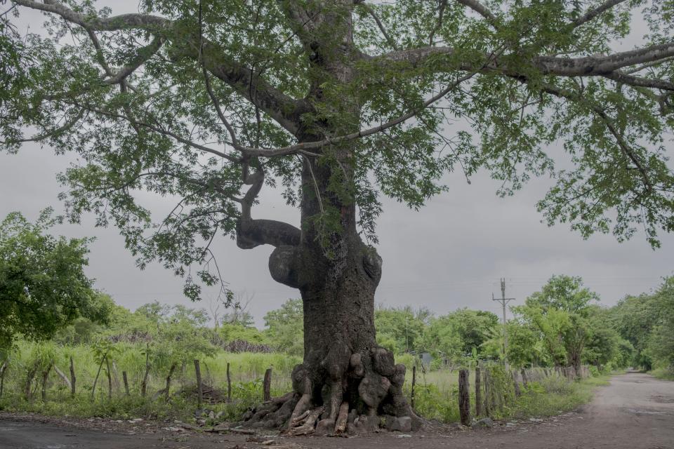 A tree is seen in a rural setting.