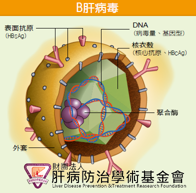 慢性B型肝炎患者要不要接受治療，必須考慮相當多的因素。