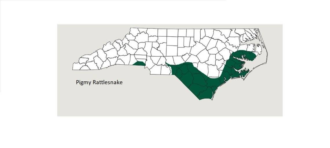 “The Pigmy Rattlesnake is the smallest rattlesnake in North Carolina, found mostly in pine flatwoods and scrub oak habitats in southeastern Coastal Plain, Sandhills, and a few portions of the southern Piedmont,” the NC Wildlife Resources Commuission says.