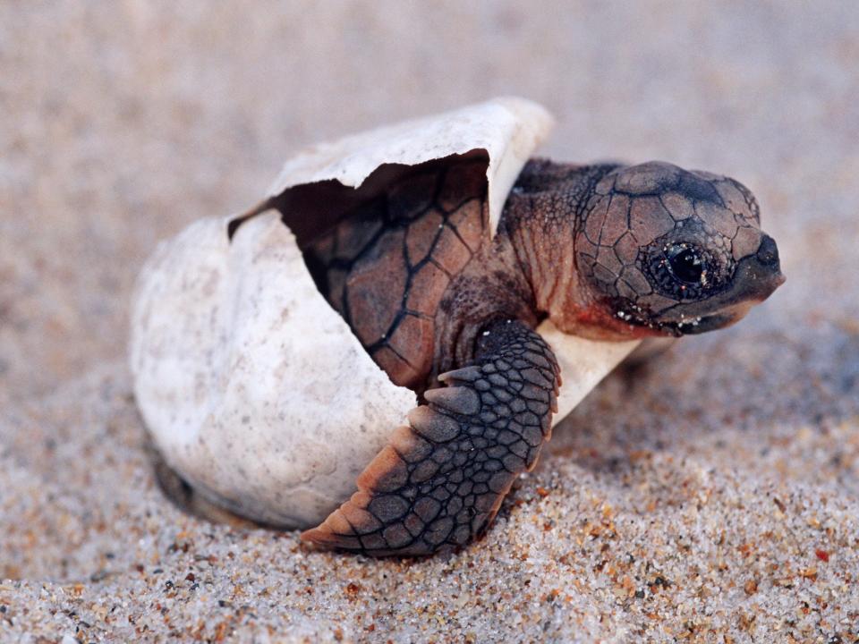 A sea turtle seen hatching from its shell.