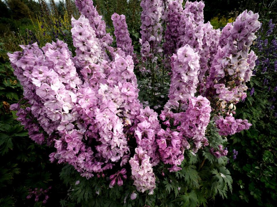 Pink Delphiniums