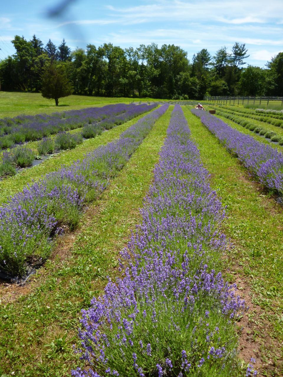 
To satisfy the growing demand for their lavender products, Hidden Spring Farm will be planting an additional acre of lavender in 2015
