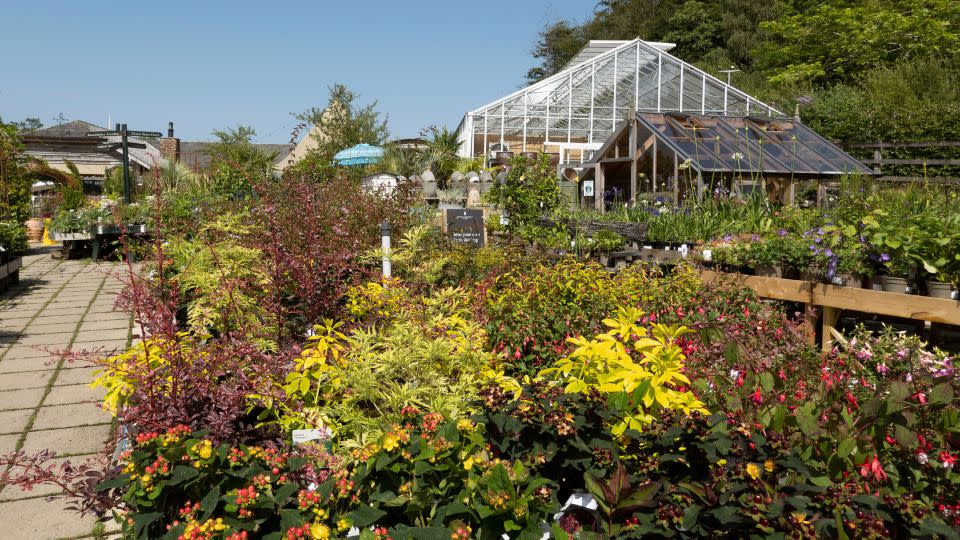 Plants and flowers on sale at the Duchy of Cornwall garden nurseries near Lostwithiel, Cornwall, UK. - Peter Titmuss/UCG/Universal Images Group/Getty Images