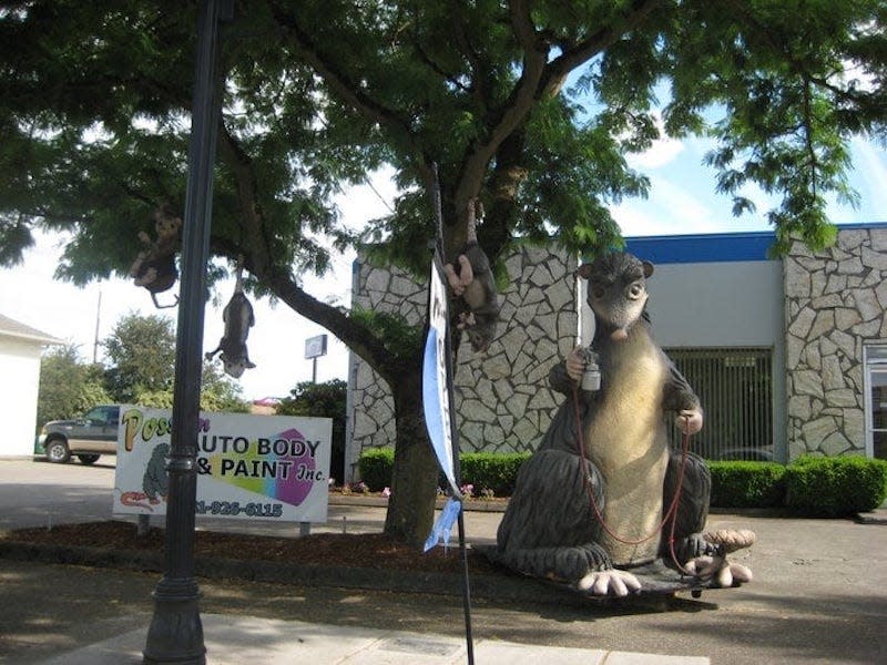 Giant Possum Albany Oregon