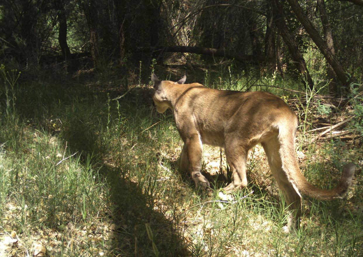 A mountain lion was captured on a remote wildlife camera operated by Sky Island Alliance near the U.S.-Mexico border at Coronado National Memorial.