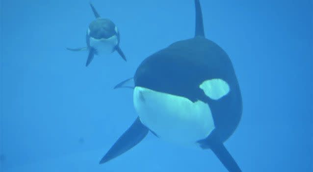 A three-month-old killer whale calf has died at SeaWorld San Antonio. Source: @SeaWorld/Twitter