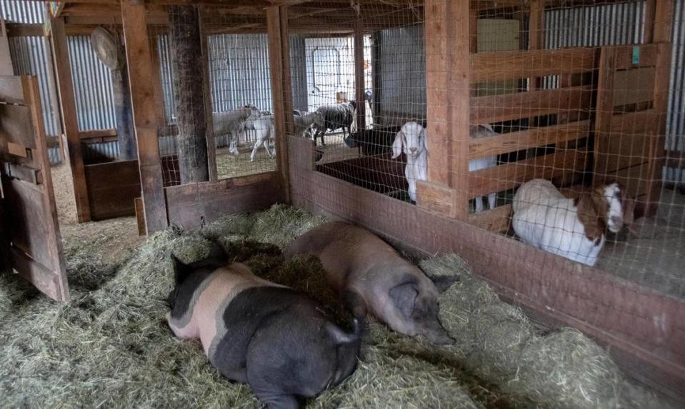 Several pigs, goats and sheep are housed in clean and spacious pens at Lilly’s Animal Rescue in Arroyo Grande. The organization is partnering with Leaders for Ethics, Animals and the Planet to host local students interested in animal welfare.