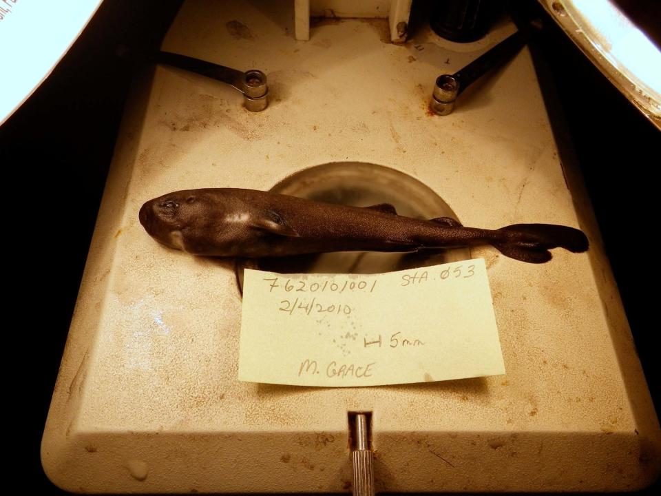 A new species of tiny shark which glows in the dark and squirts luminous liquid has been discovered in the Gulf of Mexico.It is only the third species of more than 500 known shark species which is believed to secrete fluorescent liquid.It has been named the American pocket shark, Mollisquama mississippiensis, due to its diminutive pocket-size and because of the mysterious pocket-like pouches near its front fins which it has been revealed are used to squirt little glowing clouds into the depths of the ocean.The specimen – a 5.6-inch (14cm) newborn male shark – was collected during a 2010 survey to find out what Gulf of Mexico sperm whales eat. Scientists trawled in an area and at a depth where tagged whales had been feeding.National Oceanic and Atmospheric Administration ichthyologist (fish scientist) Mark Grace had spent three years identifying the collected specimens, and this one, still showing an umbilical scar, was in the last bag he opened. “I’ve been in science about 40 years... I can usually make a pretty good guess [about a marine animal’s identity]”, he said. “I couldn’t with this one.”The only other pocket shark known to science – a 16-inch adult female caught in the Pacific Ocean off Peru in 1979 – also has a pouch next to each front fin, which scientists were unable to determine the function for. But with this one, they realised what they did.The muscular glands are lined with pigment-covered fluorescent projections, indicating they squirt luminous liquid, Grace and his collaborators wrote in the journal Zootaxa. The shark also has clusters of light-emitting cells dotted over its stomach. That makes it likely the one caught in 1979 and now in a Russian museum was also a light-squirter with a bioluminescent abdomen, though four decades pickled in formaldehyde have likely made it impossible to tell, Dr Grace said. The luminescence might conceal the shark from prey or from predators, he suggested. Differences between the two specimens include a possible pressure-sensitive organ the new species could use to detect motion hundreds of feet away and some differences in the teeth, the scientists wrote. The new species may also have as many as 10 fewer vertebrae than the other one, called Mollisquama parini.Dr Grace said it took a while to convince himself that he had something unusual: “I figured I was doing something wrong.” He called Tulane University scientists saying: “Look, I’ve got some really unusual deepwater stuff I want to archive in your collection, including a shark I can’t identify.” Scientists at the American Museum of Natural History in New York and the University of Florida’s Florida Museum of Natural History also became collaborators. A 2015 paper identified the shark as the second of its kind. It took years more, including high-resolution scans in the particle accelerator in Grenoble, France, to get more internal detail, to be sure it was a new species. Another European expert, Julien Claes, did cellular dissection of part of the pocket tissue to confirm its function. “He said, ‘Yes, these are the kind of cells that produce luminous fluid.’ So it’s pretty safe to say that’s what the one in Russia does,” Dr Grace said. The collaborations were exciting, he added.“I don’t get over it. I just remind myself this is one of the great parts of science, to have collaborations like that.”Dean Grubbs, a Florida State University scientist and former president of the American Elasmobranch Society – scientists who study sharks, skates and rays – and who was not involved in the research, told AP: “You have this tiny little bulbous luminescent shark cruising around in the world’s oceans and we know nothing about them. “It shows us how little we actually know.”Additional reporting by AP