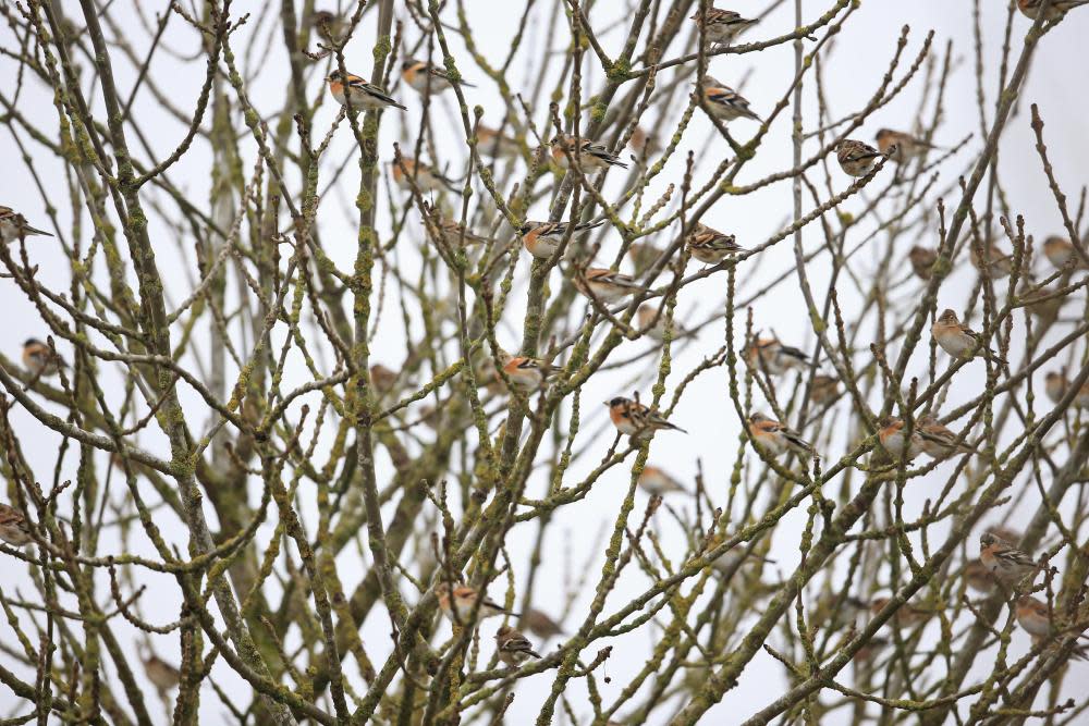 <span>Photograph: Robin Chittenden/Alamy</span>