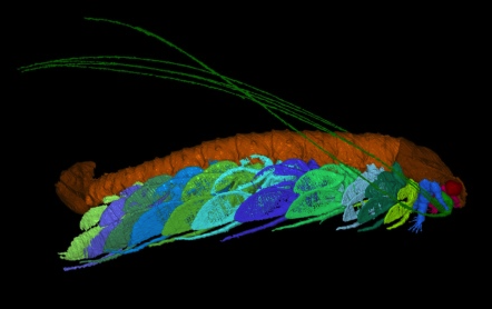 Cascolus Ravitis was named after Sir David (Picture: University of Leicester)