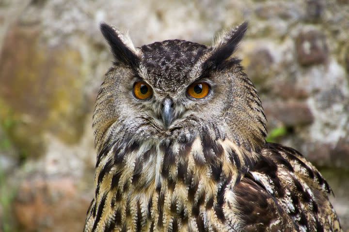 51 Superb Owls to Get You Through SuperBowl Sunday