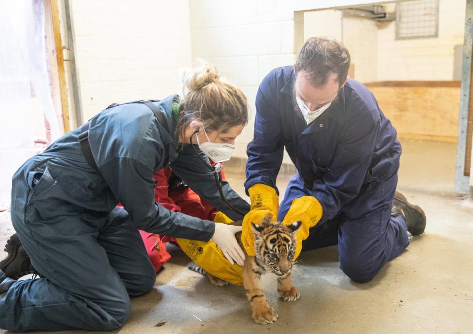 Zookeeper Lucy Reed admitted it felt like a ‘mega workout’ holding the tigers still for their vaccinations (ZSL London Zoo)