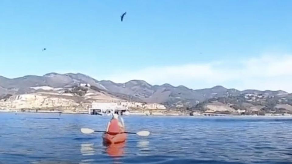 whale almost swallows kayakers avila beach california