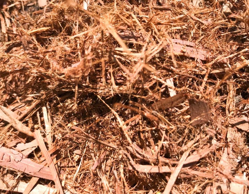 best mulch for flower beds shredded bark