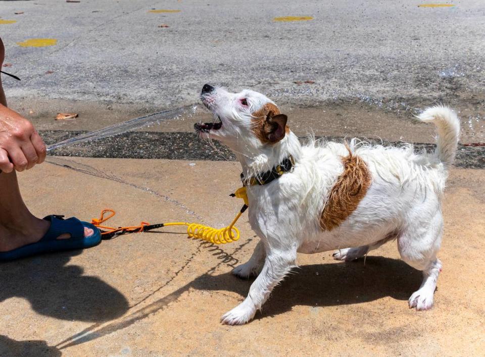 La bañista Julia Brad le rocía agua a su perro para refrescarlo del extremo calor en la playa Haulover Park el martes, 28 de mayo de 2024.