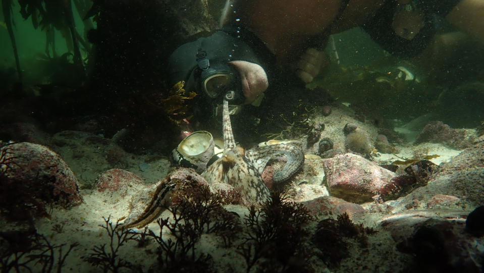 An octopus extends her tentacle to Craig Foster's mask. (Tom Foster / Copyright The Sea Change Project)