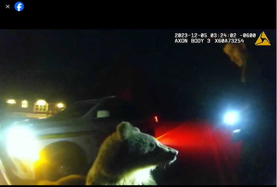 The cubs stood on their hind legs and tried to play with the deputy, video shows.