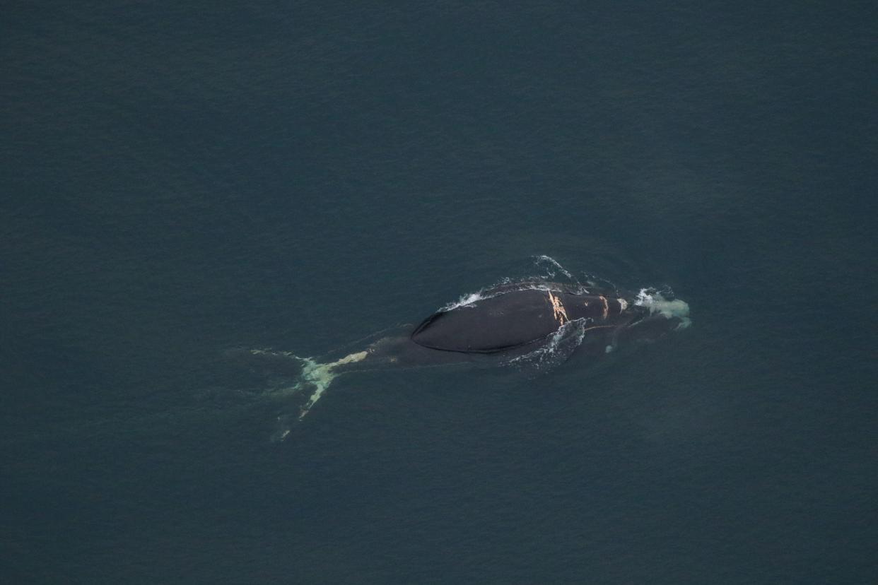 An entangled North Atlantic right whale is seen off the Outer Banks last weekend.