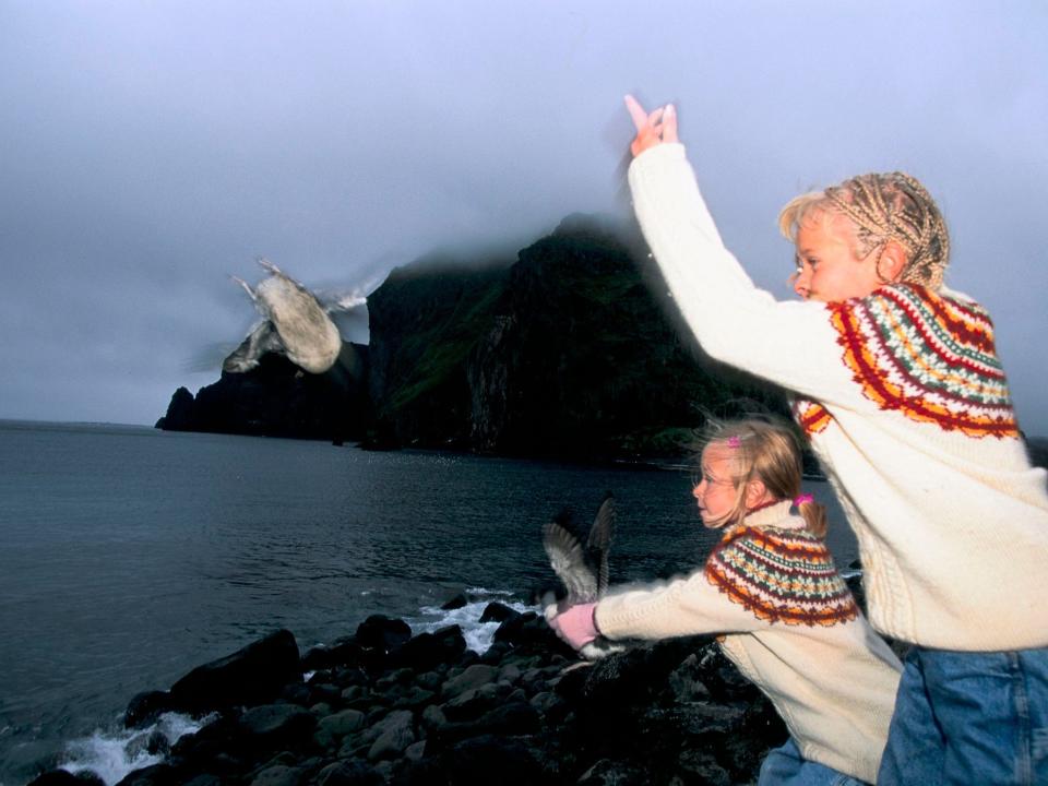 Children throwing puffins off a cliff in Iceland.