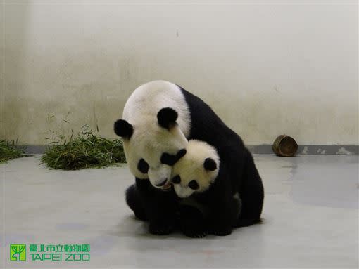 母女情深。（圖／台北市立動物園提供）