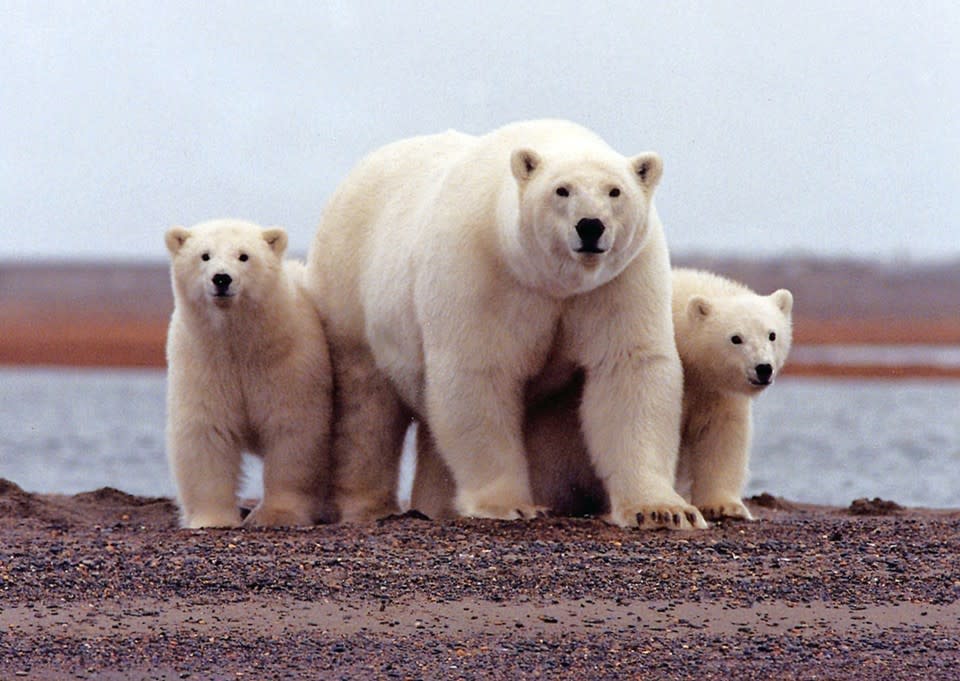 A family of polar bears within the Arctic National Wildlife Refuge (Reuters)