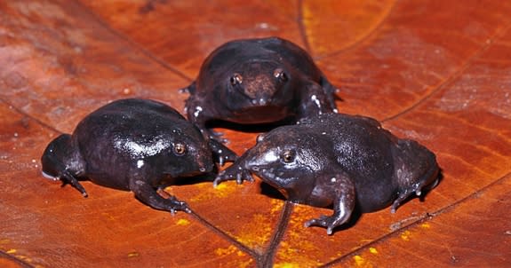 Young Indian Purple frogs (<em>Nasikabatrachus sahyadrensis</em>). These endangered amphibians, found only in India, start out life as tadpoles clinging to the underside of rocks in fast-flowing streams. They then undergo a dramatic metamorphos