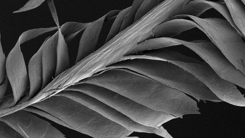 A starling feather magnified 1,500 times and photographed under a microscope.  – Søren Solkær