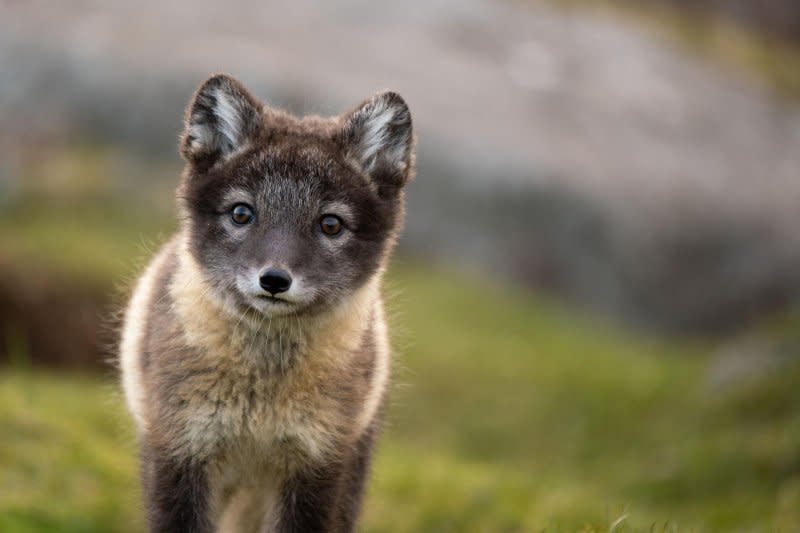 An arctic fox cub stands and looks directly at the camera. Photo by Mikael Härdby/National Geographic for Disney