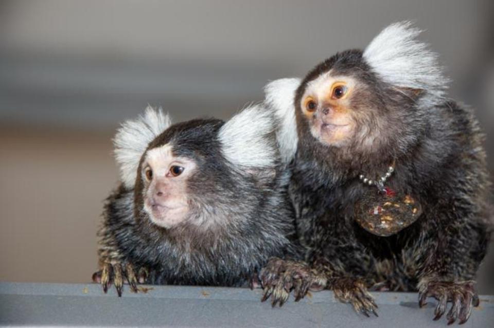 Mother and daughter marmosets Bhumi and Belle (David Omer's Lab)