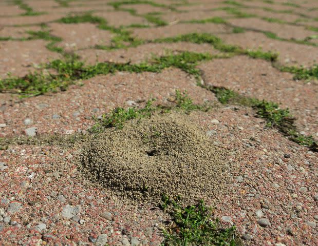 <p>Chris Jongkind</p> Pavement ants push mounds of dirt into the sun to warm, marking entrances to their nests.