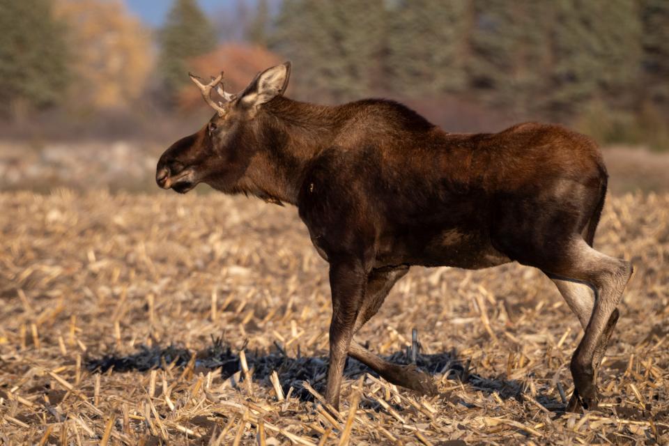 Rutt's followers believe that the young moose traveled from North Dakota through South Dakota and Iowa before coming back to Minnesota, based upon reports of sightings that matched the moose's description.