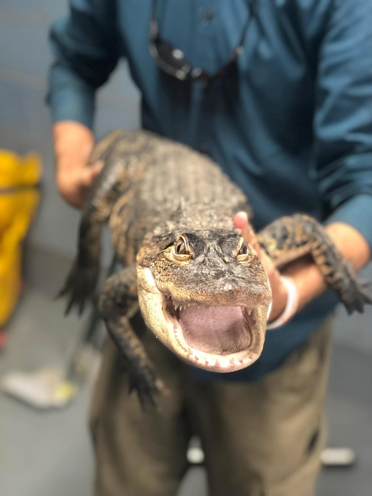 Fugitive Alligator Chance the Snapper Finally Caught in Chicago Park, Makes  Appearance at News Conference